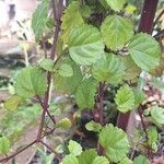 Plectranthus verticillatus Hoja