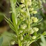 Lepidium didymum Плід