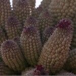 Hoodia pedicellata Folla