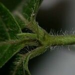 Dalechampia websteri Corteza