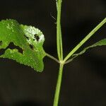 Priva lappulacea Blad