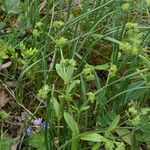 Valeriana locusta 整株植物