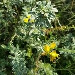 Chamaecytisus austriacus Flower