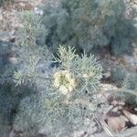 Seseli gummiferum 花