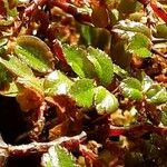 Begonia foliosa برگ