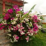 Bougainvillea spp. عادت داشتن