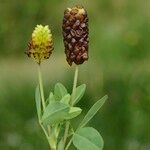 Trifolium spadiceum Arall