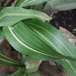 Billbergia pyramidalis Hoja