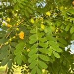 Tipuana tipu Leaf