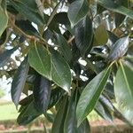 Lithocarpus edulis Yaprak