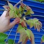 Phyllanthus acidus Leaf