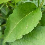 Bistorta amplexicaulis Frunză