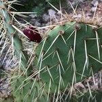 Opuntia littoralis Lapas