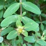 Hypericum frondosum 葉