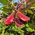 Lablab purpureus Fruit