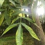 Carya cordiformis पत्ता