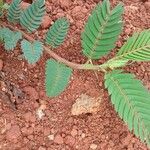 Chamaecrista nictitans Yaprak