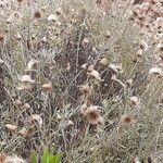 Phagnalon rupestre Flower