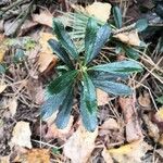 Chimaphila umbellata Lehti