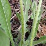 Crepis foetida Кора