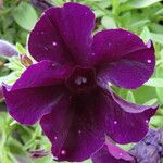 Petunia integrifolia Květ