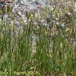 Cynosurus echinatus Libunga