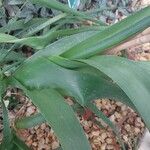 Albuca bracteata Hostoa