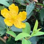 Hypericum patulum പുഷ്പം