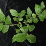 Lonicera lanceolata 整株植物