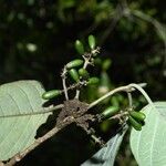 Malanea hypoleuca Fruit