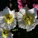 Papaver alpinumFlor