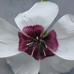 Linum grandiflorum Flower