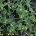 Euphorbia exigua Otro