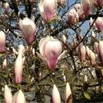 Magnolia x soulangeana Άλλα