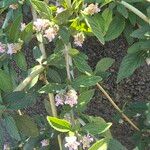 Lippia alba 花