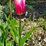 Tulipa didieri 整株植物