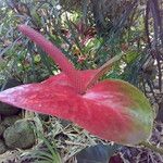 Anthurium andraeanum Flower