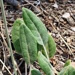 Eriogonum racemosum Hoja