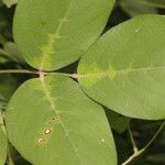 Centrosema macrocarpum Leaf