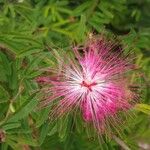 Calliandra surinamensis Çiçek