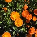 Calendula officinalisКвітка