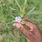 Monsonia angustifolia Kvet