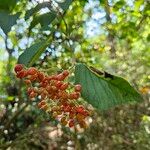 Viburnum dilatatumFruit