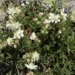 Potentilla caulescens Blüte