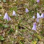 Soldanella pusilla Virág