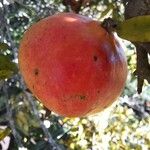 Punica granatum Frucht