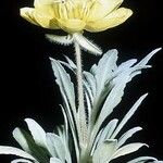 Oenothera primiveris Cvet