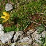 Ranunculus demissus その他の提案