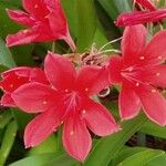 Cyrtanthus elatus Flower