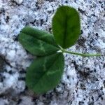 Trifolium pallescens Blad